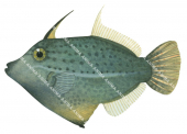 Blacklined Leatherjacket,Pervagor nigrolineatus,High quality illustration by Roger Swainston