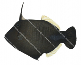 Broom Filefish,Amanses scopas,High quality illustration by Roger Swainston