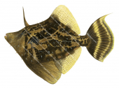 Fanbelly Leatherjacket,Monacanthus chinensis,High quality illustration by Roger Swainston