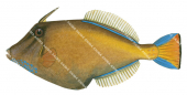 Largescale Leatherjacket,Cantheschenia grandisquamis,High quality illustration by Roger Swainston