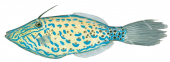 Scrawled Leatherjacket,Aluterus scriptus.Scientific fish illustration by Roger Swainston