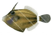 Spectacled Leatherjacket,Cantherhines fronticinctus,High quality illustration by Roger Swainston