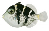 Juvenile Blacksaddle Filefish,Paraluteres prionurus,High quality illustration by Roger Swainston