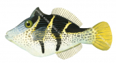 Blacksaddle Filefish,Paraluteres prionurus,High quality illustration by Roger Swainston