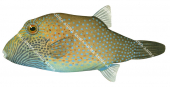 Ambon Toby,Canthigaster amboinensis,High quality illustration by Roger Swainston
