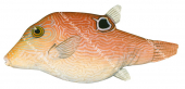 Compressed Toby,Canthigaster compressa,High quality illustration by Roger Swainston