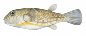 Milkspot Toadfish,Chelonodon patoca,High quality illustration by Roger Swainston