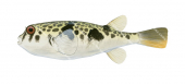 Smooth Toadfish,Tetractenos glaber,High quality illustration by Roger Swainston