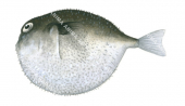 Finespine Puffer,Tylerius spinosissimus,High quality illustration by Roger Swainston