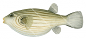 Narrowlined Puffer1,Arothron manilensis,High quality illustration by Roger Swainston