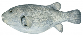 Side view of the Starry Puffer,Arothron stellatus,High quality illustration by Roger Swainston