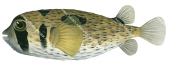 Blackblotched Porcupinefish,Diodon liturosus,High quality illustration by Roger Swainston