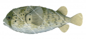 Freckled Porcupinefish,Diodon holocanthus,High quality illustration by Roger Swainston