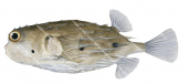 Longspine Porcupinefish,Tragulichthys jaculiferus,High quality illustration by Roger Swainston