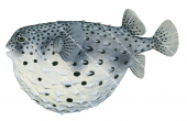 Spotfin Porcupinefish,Chilomycterus reticulatus,High quality illustration by Roger Swainston