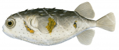 Australian Burrfish,Allomycterus pilatus,High quality illustration by Roger Swainston