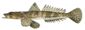 Fringe-eye Flathead,Cymbacephalus nematophthalmus,High quality illustration by Roger Swainston