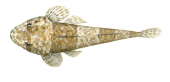 Fringelip Flathead,Thysanophrys otaitensis,High quality illustration by Roger Swainston