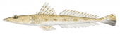 Longspine Flathead,Platycephalus longispinis,High quality illustration by Roger Swainston