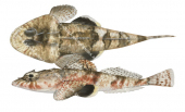 Midget Flathead,Onigocia,spinosa-High quality illustration by Roger Swainston