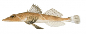 Olive-tail Flathead,Rogadius asper,High quality illustration by Roger Swainston