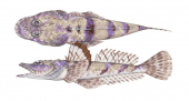 Two positions of the Tasselsnout Flathead,Thysanophrys cirronasus,High quality illustration by Roger Swainston