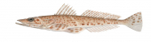 Tiger Flathead,PLatycephalus richardsoni,High quality illustration by Roger Swainston