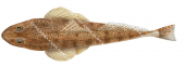 Dorsal view of the Tiger Flathead,Platycephalus richardsoni,High quality illustration by Roger Swainston