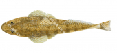 Toothy Flathead,Neoplatycephalus aurimaculatus,High quality illustration by Roger Swainston