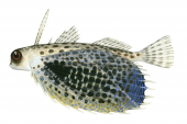 Purple Flying Gurnard,Dactyloptena orientalis,High quality illustration by Roger Swainston