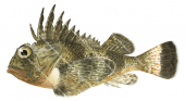 Bighead Gurnard Perch,Neosebastes pandus,High quality illustration by Roger Swainston