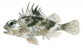 Little Gurnard Perch,Maxillicosta scabriceps,High quality illustration by Roger Swainston