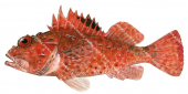 Eastern Red Scorpionfish,Scorpaena cardinalis