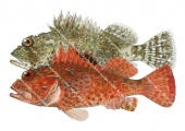 Colour variable of the Eastern Red Scorpionfish,Scorpaena cardinalis