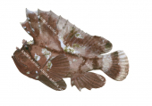 Leaf Scorpionfish,Taenionotus triacanthus,High quality illustration by Roger Swainston