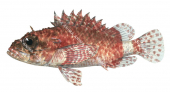 Little Scorpionfish,Scorpaenodes smithi,High quality illustration by Roger Swainston