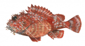 Painted Scorpionfish,Parascorpaena picta,High quality illustration by Roger Swainston