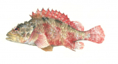  Cheekspot Scorpionfish,Scorpaenodes evides,High quality illustration by Roger Swainston