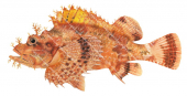 Vanuatu Scorpionfish,Scorpaenopsis sp,High quality illustration by Roger Swainston 