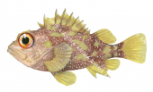 Yellowspotted Scorpionfish,Sebastapistes cyanostigma,High quality illustration by Roger Swainston