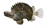 Goblinfish,Glyptauchen panduratus,High quality illustration by Roger Swainston