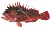 Whitebelly Rougefish,Richardsonichthys leucogaster,High quality illustration by Roger Swainston