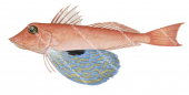 Eye Gurnard,Lepidotrigla argus,High quality illustration by Roger Swainston