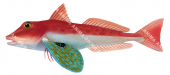 Red Gurnard,Chelidonichthys kumu,High quality illustration by Roger Swainston