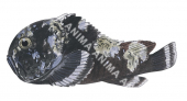 Stonefish,Dampier,Erosa daruma,High quality illustration by Roger Swainston