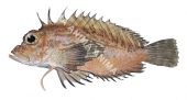 Plumb-striped Stingfish,Minous versicolor,High quality illustration by Roger Swainston