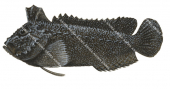 Bearded Velvetfish,Paraploactis intonsa,High quality illustration by Roger Swainston