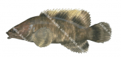 Deceitful Velvetfish,Peristrominous dolosus,High quality illustration by Roger Swainston