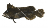 Highfin Velvetfish,Cocotropus altipinnis ,High quality illustration by Roger Swainston