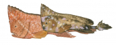 Whiskered Prowfish,Neopataecus waterhousii,High quality illustration by Roger Swainston